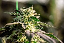 The Essence of Jamaican Weed Strains Unveiling Nature's Best The Essence of Jamaican Weed Strains Unveiling Nature's Best